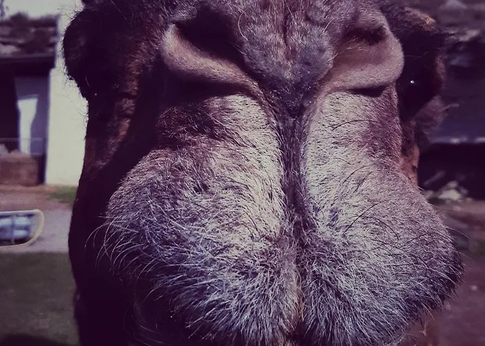 Szálloda Cueva Monegros-adults Only